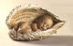 Wrapped in Angel's Wings Wrapped in Angel's Wings